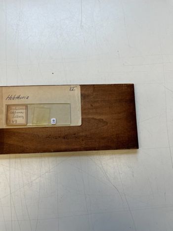 Media type: image;   Invertebrate Zoology HOL-867 Description: Photograph of microscope slide and handwritten label.;  Aspect: slide